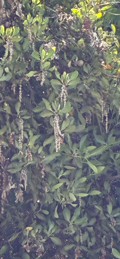 chandl bush.PNG